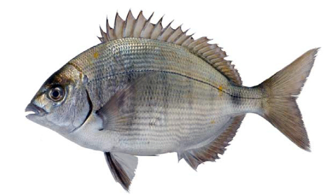 Diplodus sargus_05.jpg